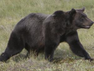 Niedźwiedź grizzly