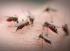 Malaria ciągle zabija podróżnych