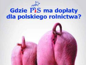 PO uderza w PiS świńskimi tłkami